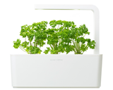 Parsley Refill